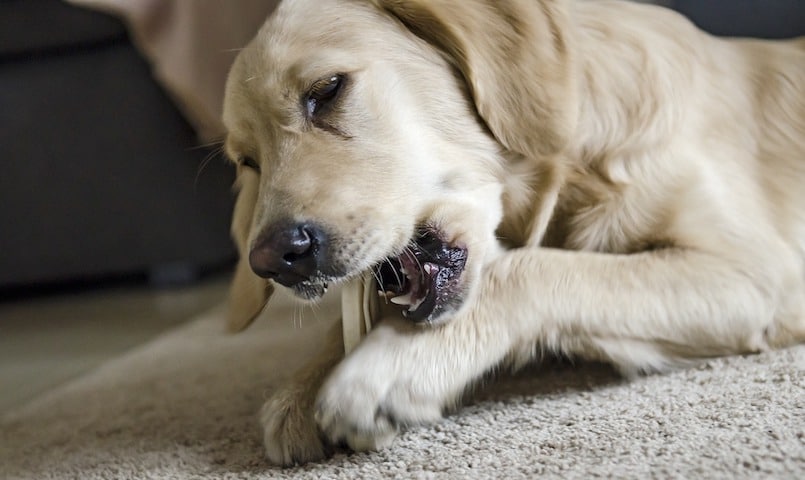 Hund mit Zahnstein kaut auf Teppich