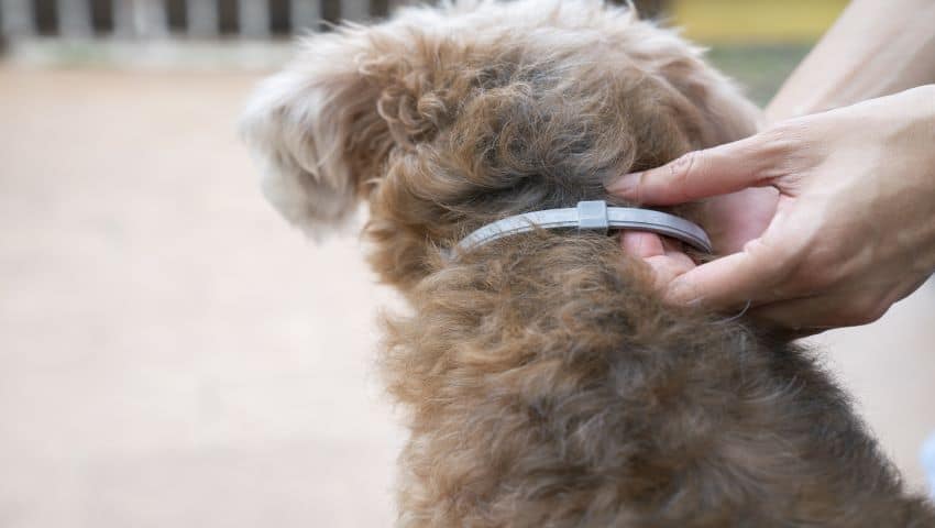 Hund mit Zeckenmittel wird vom Besitzer kontrollier