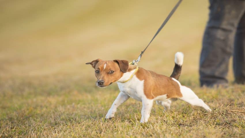 Hund zieht an der Leine beim Spaziergang auf Wiese