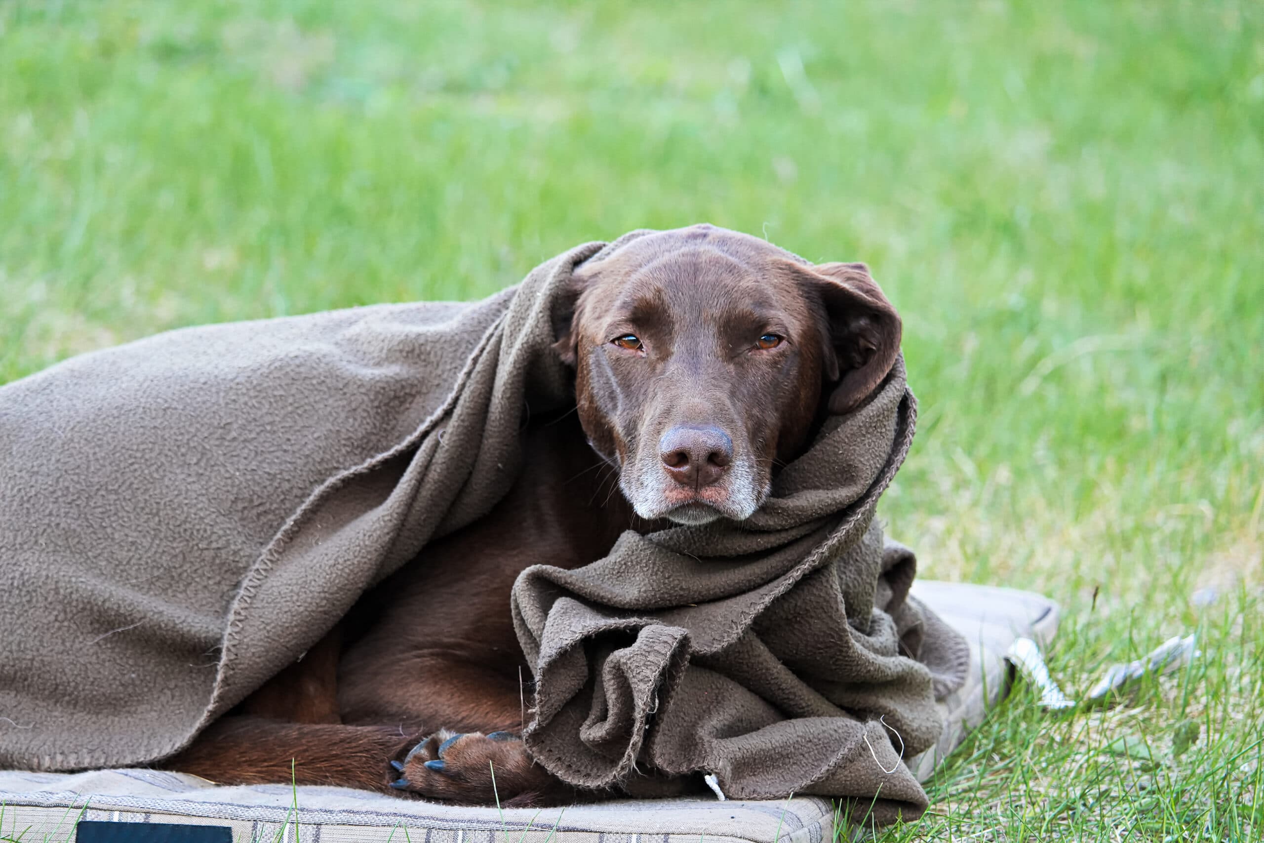 Zitternder Hund liegt mit Decke auf Wiese