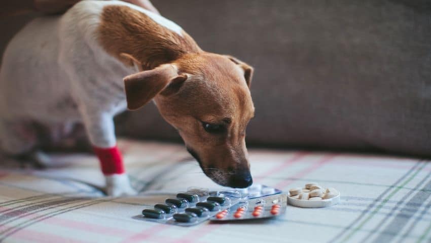 Immunsystem beim Hund durch Nahrungsergänzungsmittel stärken