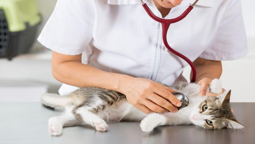 Immunsystem der Katze stärken durch tierärztliche Kontrolle