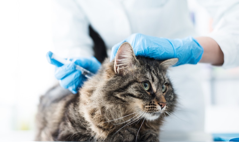 Katze bekommt Impfung im Behandlungszimmer