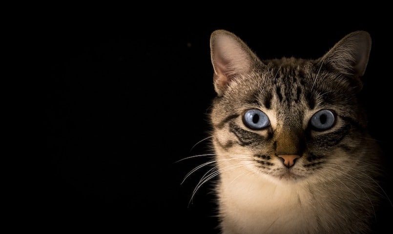 Kastrierte Katze mit blauen Augen