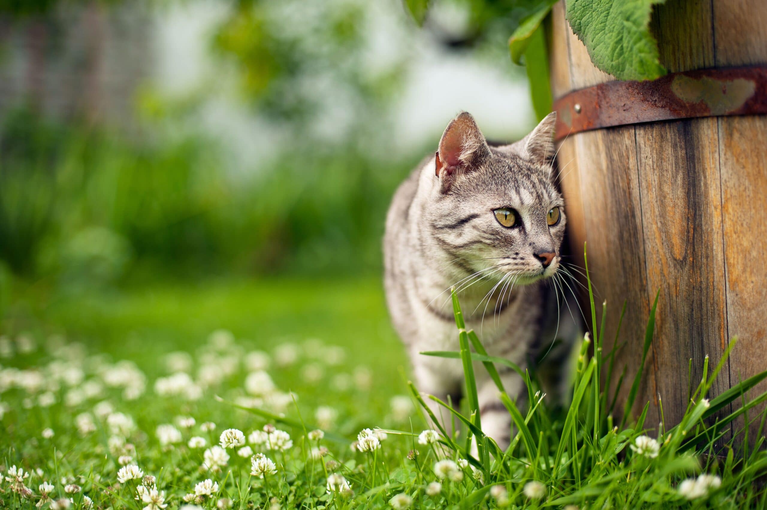 Entwurmte Katze schleicht durch Garten