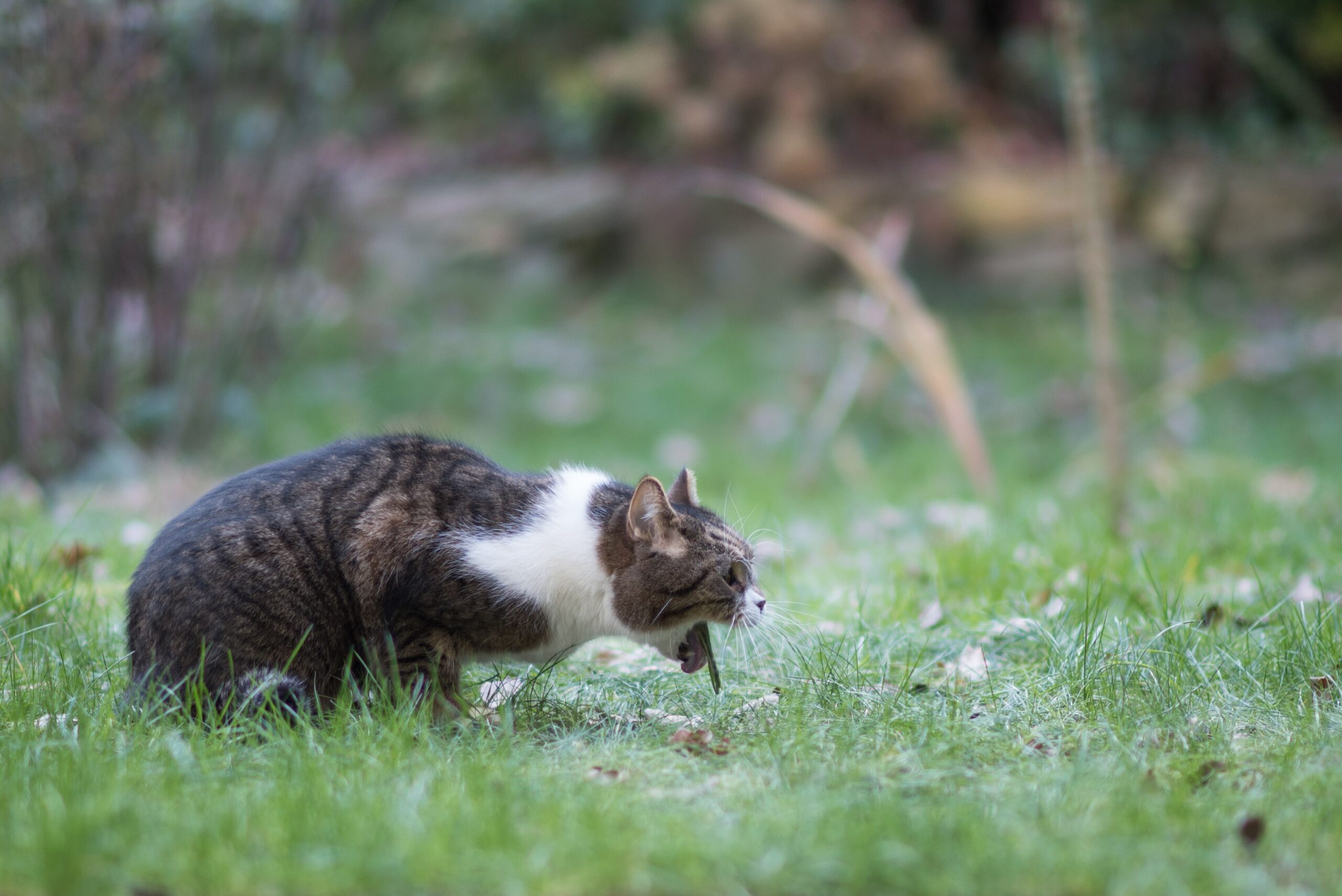 Katze erbricht im Freien auf Wiese