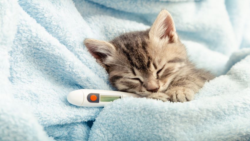 Cat with a cold sleeps wrapped in a blanket