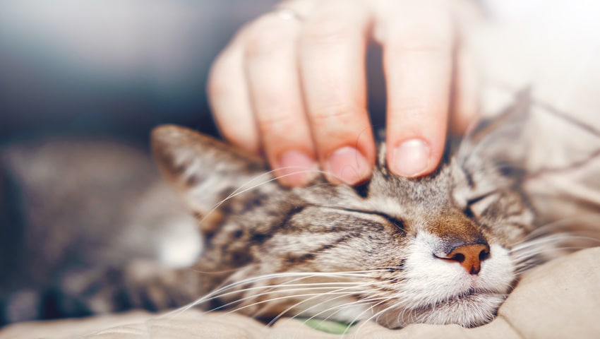 Katze mit Fieber wird gekrault