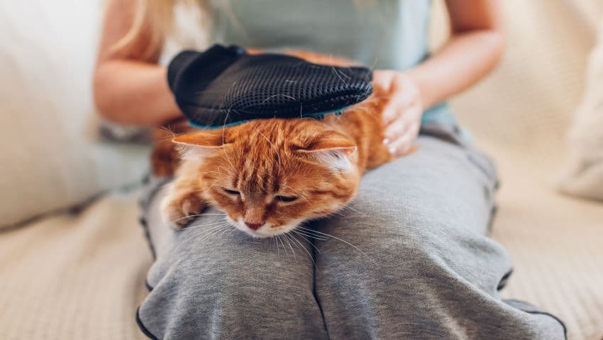 Katze haart auf Schoß von Besitzer