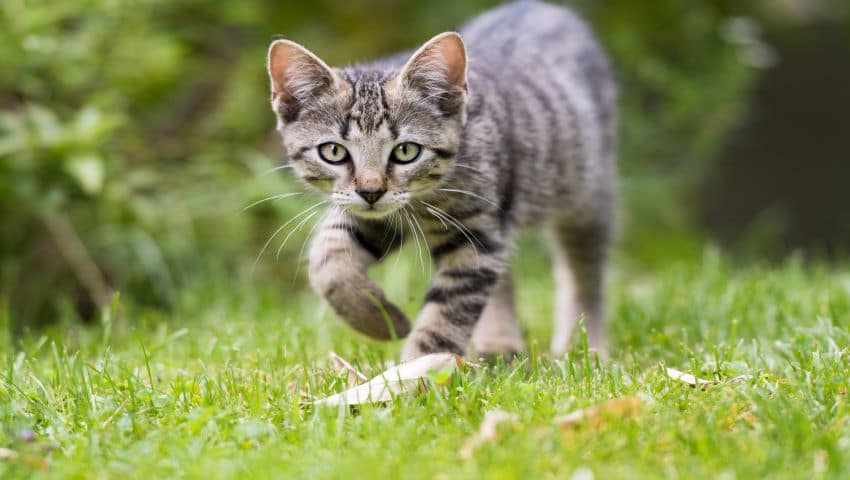 Katze humpelt draußen auf der Wiese