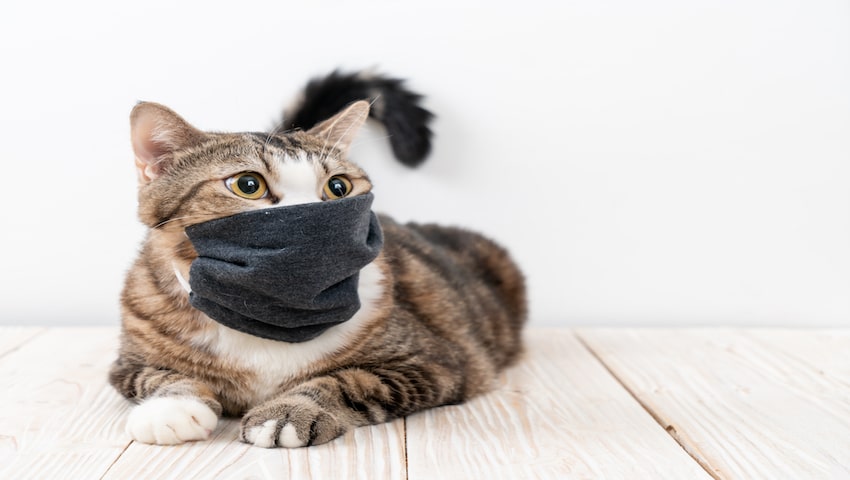 Katze mit Husten liegt auf Holzboden