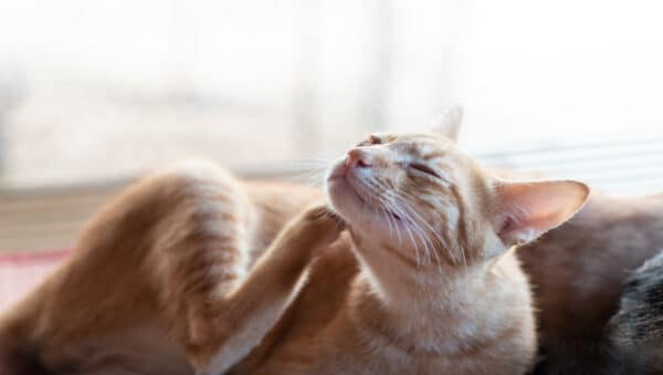 Katze Kratzt Sich Blutig über Dem Auge Meine Katze kratzt sich! – Was steckt dahinter? | Dr. Sam