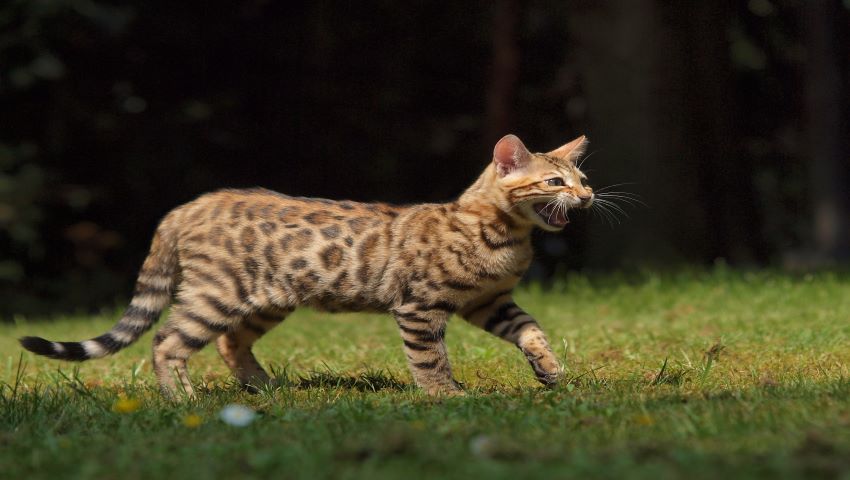 Katze miaut während Entdeckungstour im Freien