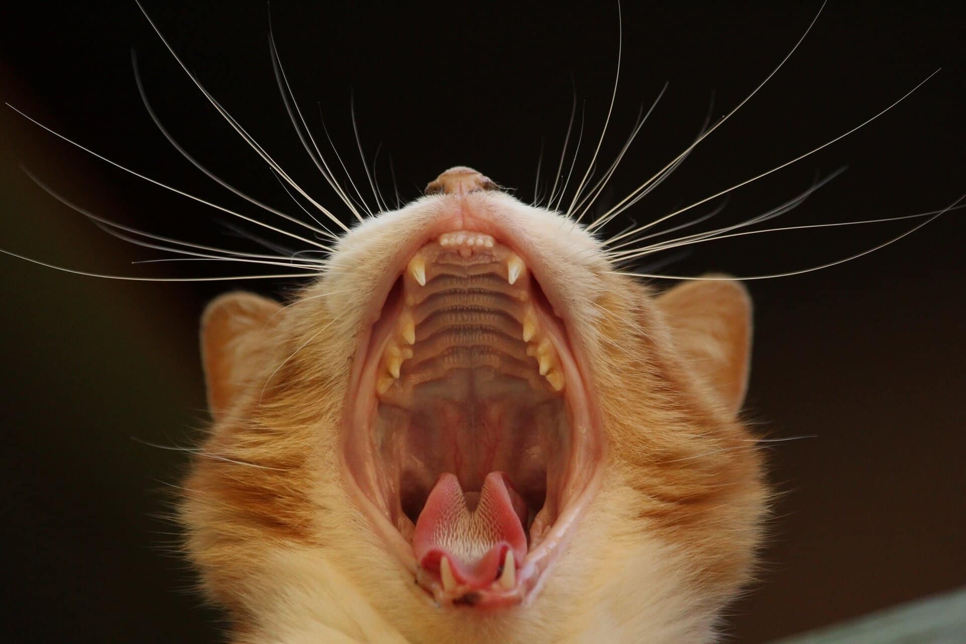 Katze zu Hause mit Mundgeruch
