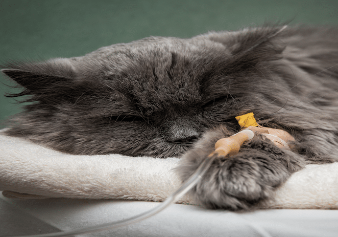 Katze mit Niereninsuffizienz bekommt eine Infusion