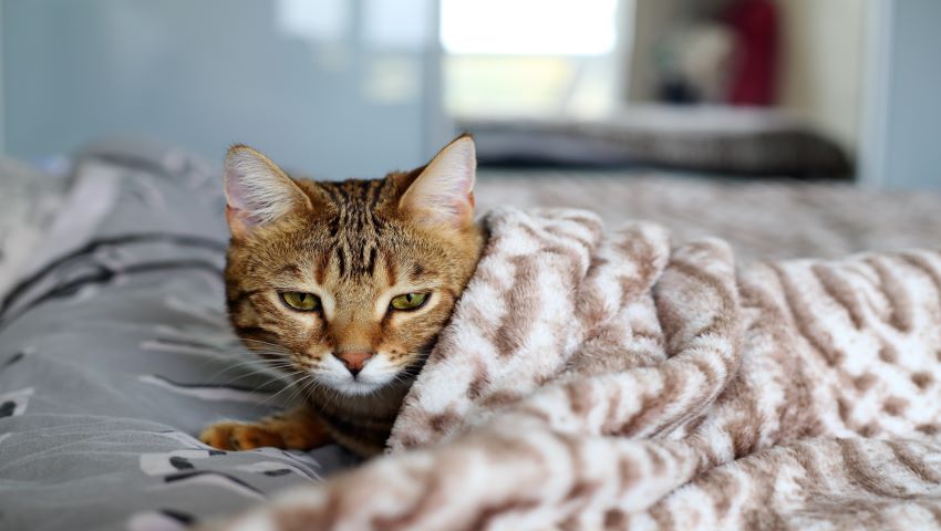Katze niest zu Hause im Bett