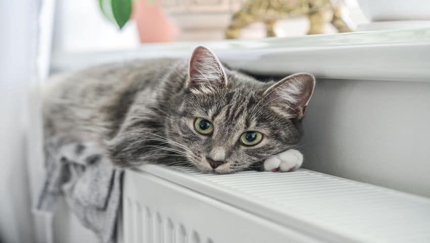 Un chat bave sur un radiateur dans un appartement