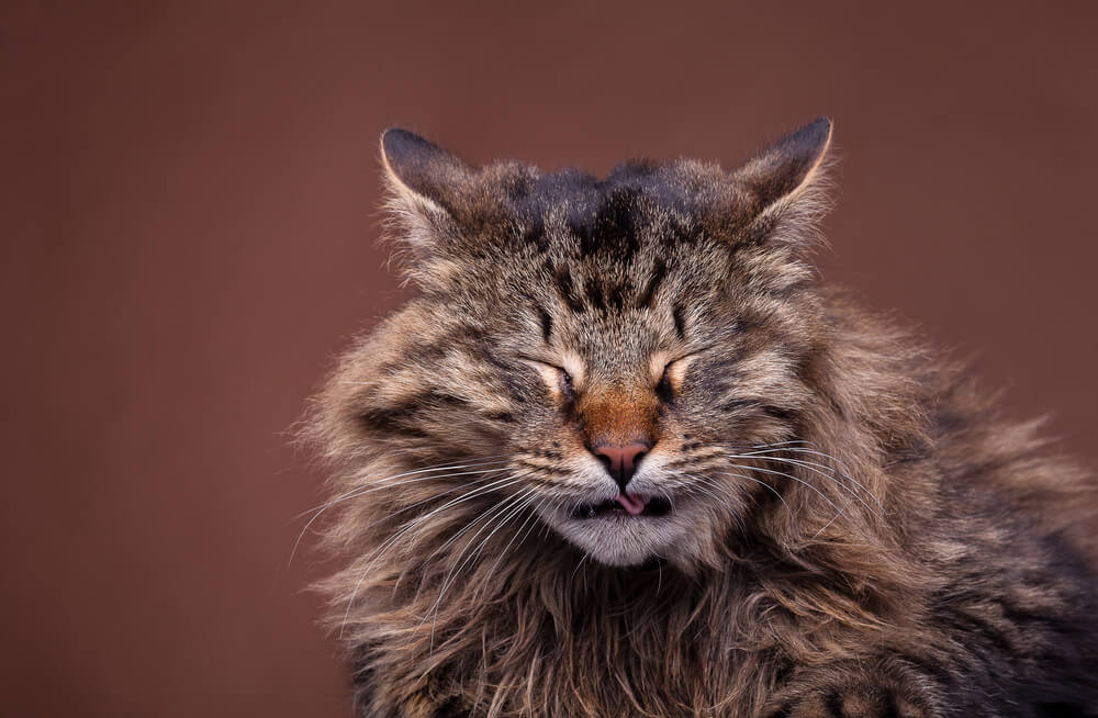 Katze mit Schnupfen und geschlossenen Augen