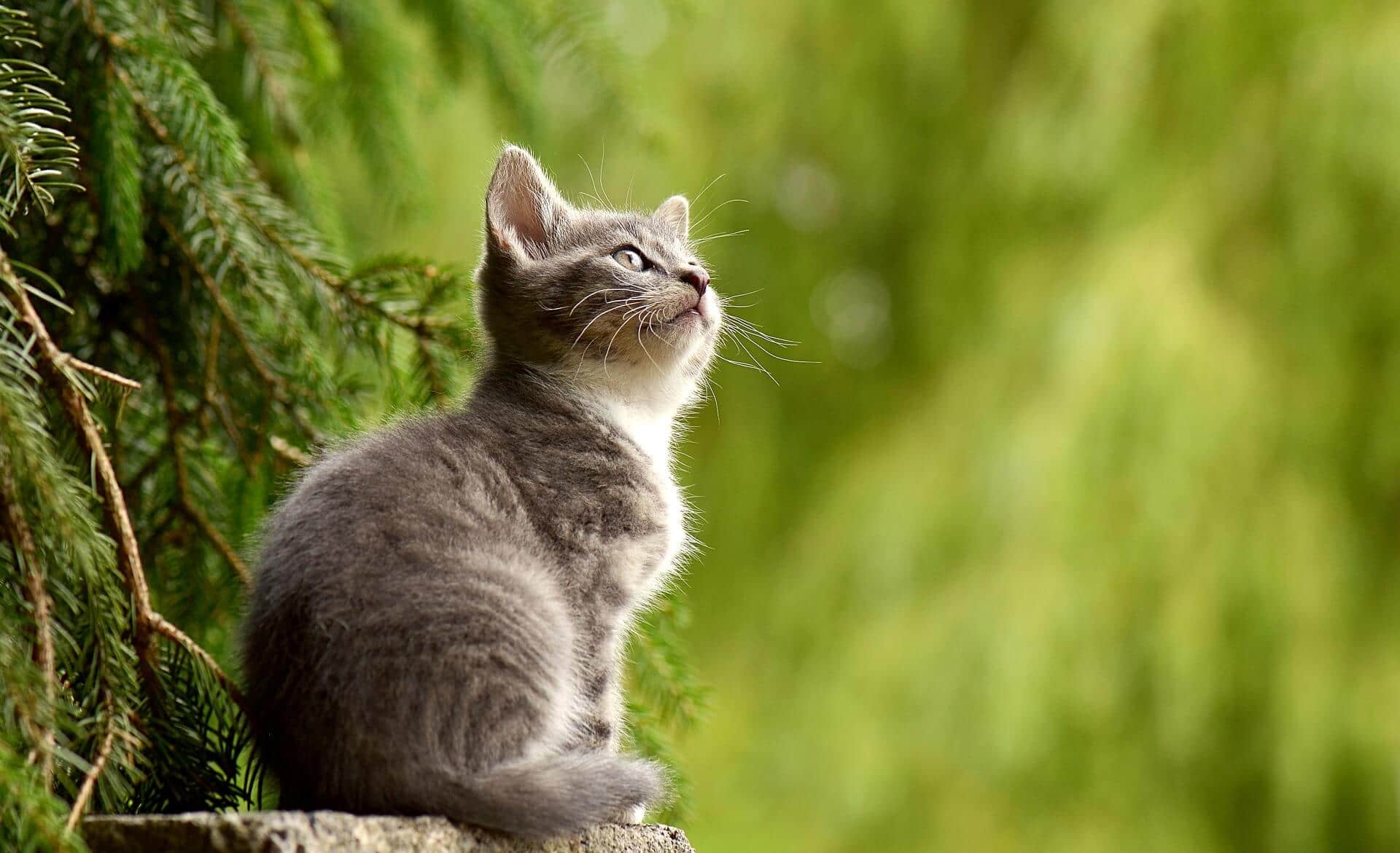 Katze sitzt draußen in der Natur