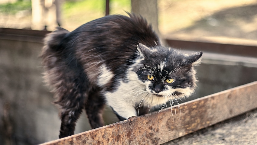 Katze zittert auf der Jagd nach Essen