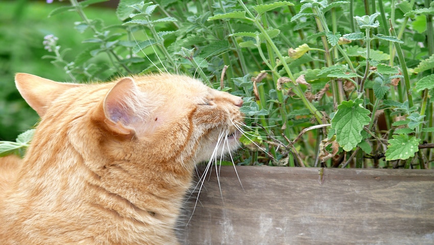 Cat sniffs catnip in the garden