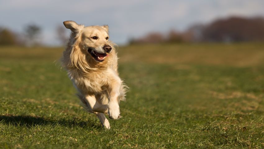 Hund mit Lachsöl läuft frei auf Wiese