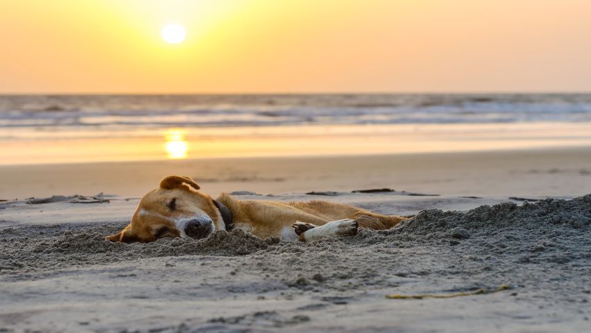 Hund mit Leishmaniose liegt auf Strand mit Sonnenuntergang