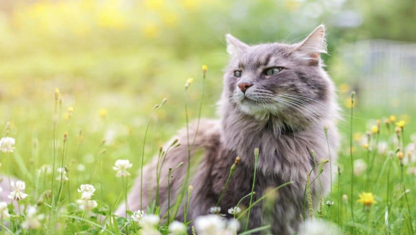 Katze mit Lungenwürmer sitzt in Wiese mit Blumen