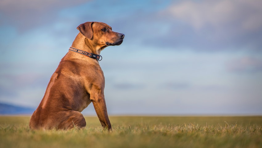 snave basketball pilfer Magendrehung beim Hund - Erkennung und Behandlung | Dr. Sam