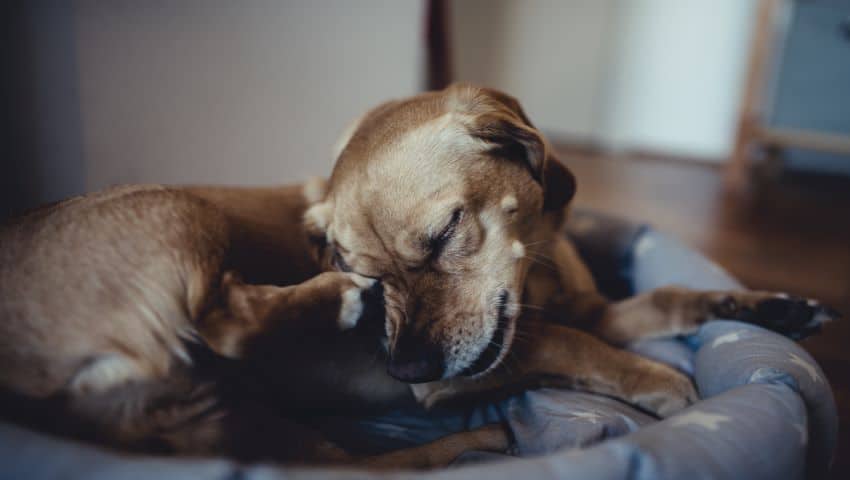 Hund mit Milbenbefall kratzt sich am Auge