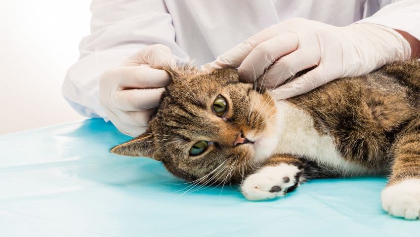 Katze mit Milbenbefall wird von Tierarzt untersucht