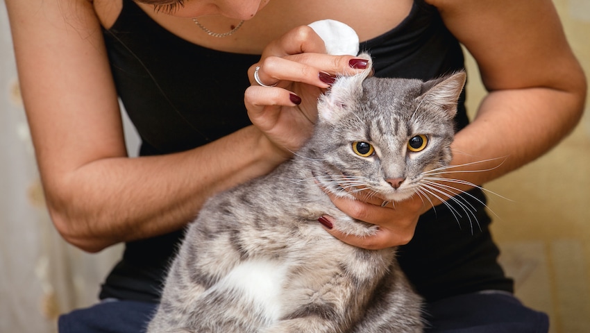Katze mit Ohrmilben bekommt Ohren gesäubert