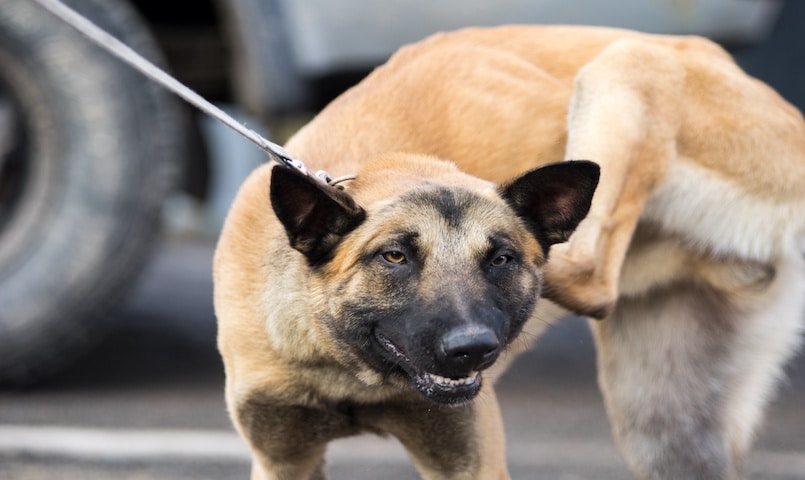 Hund mit Ohrmilben kratzt sich hinter Ohr