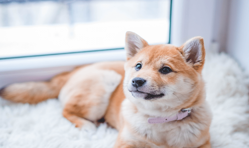 Hund mit Pyometra liegt vor einem Fenster