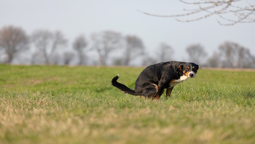 schleimiger Durchfall bei Hunden