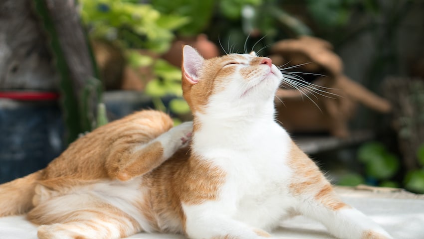 Schuppen bei Katzen