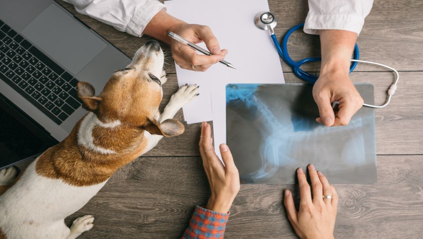 Hund mit Spondylose sitzt auf Tisch beim Tierarzt