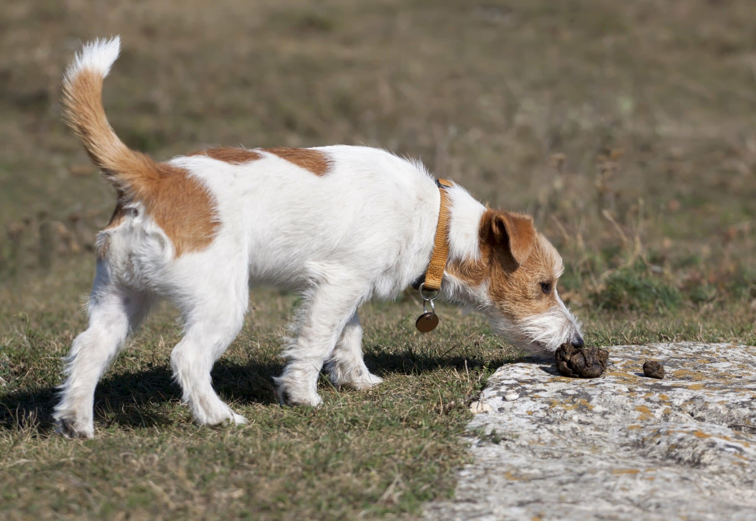 Hund mit Spulwurm schnüffelt draußen an Stein