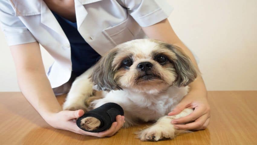 Teufelskralle für Hund mit Verband an Vorderpfote