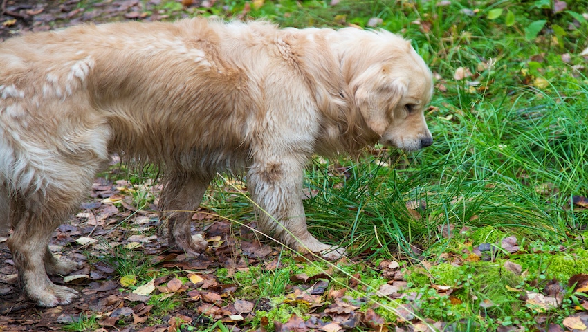 Verdauung beim Hund