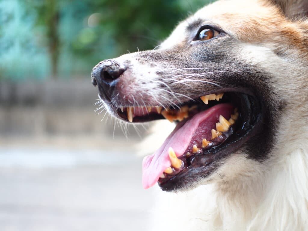 Mein Hund verliert plötzlich Urin – Leidet er an Inkontinenz? | Dr. Sam