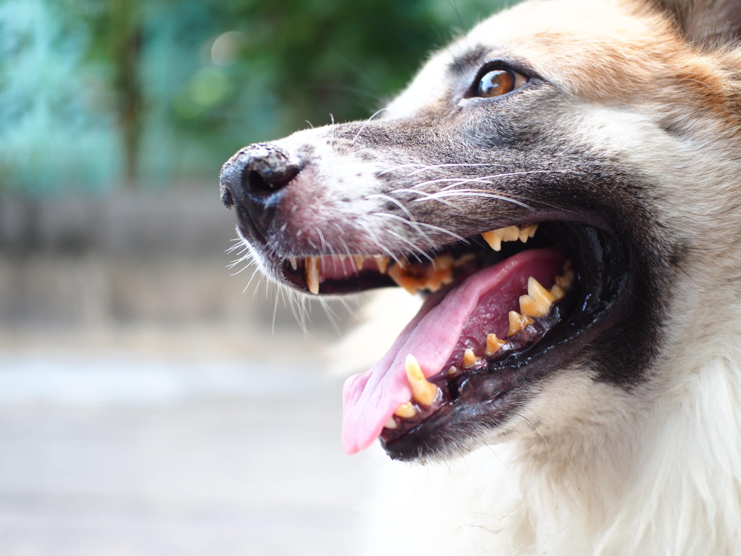 Chien avec gingivite assis à l'extérieur