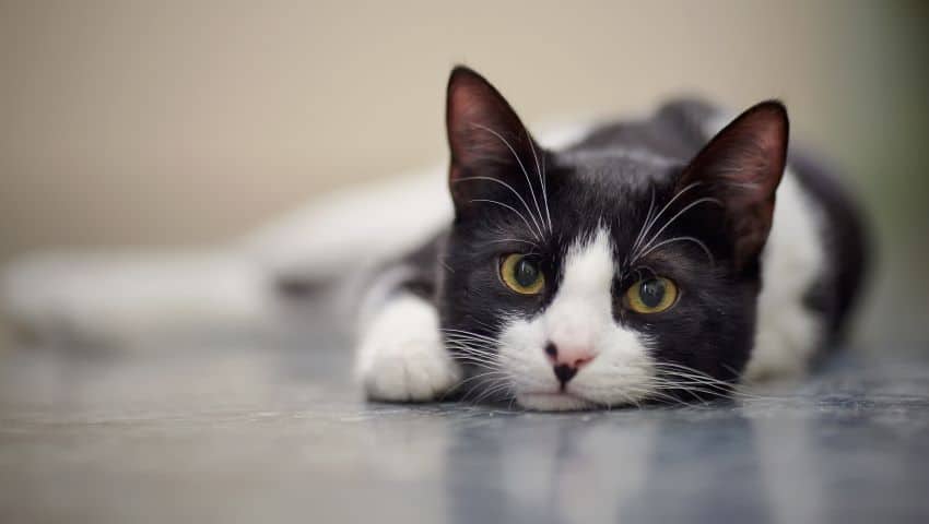 Cat with gingivitis lying on the floor at home