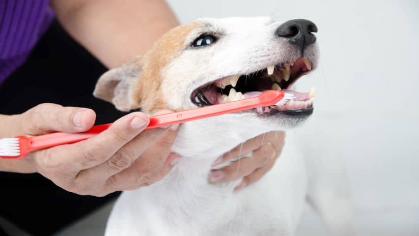 Zahnpflege beim Hund durch regelmäßiges Zähneputzen