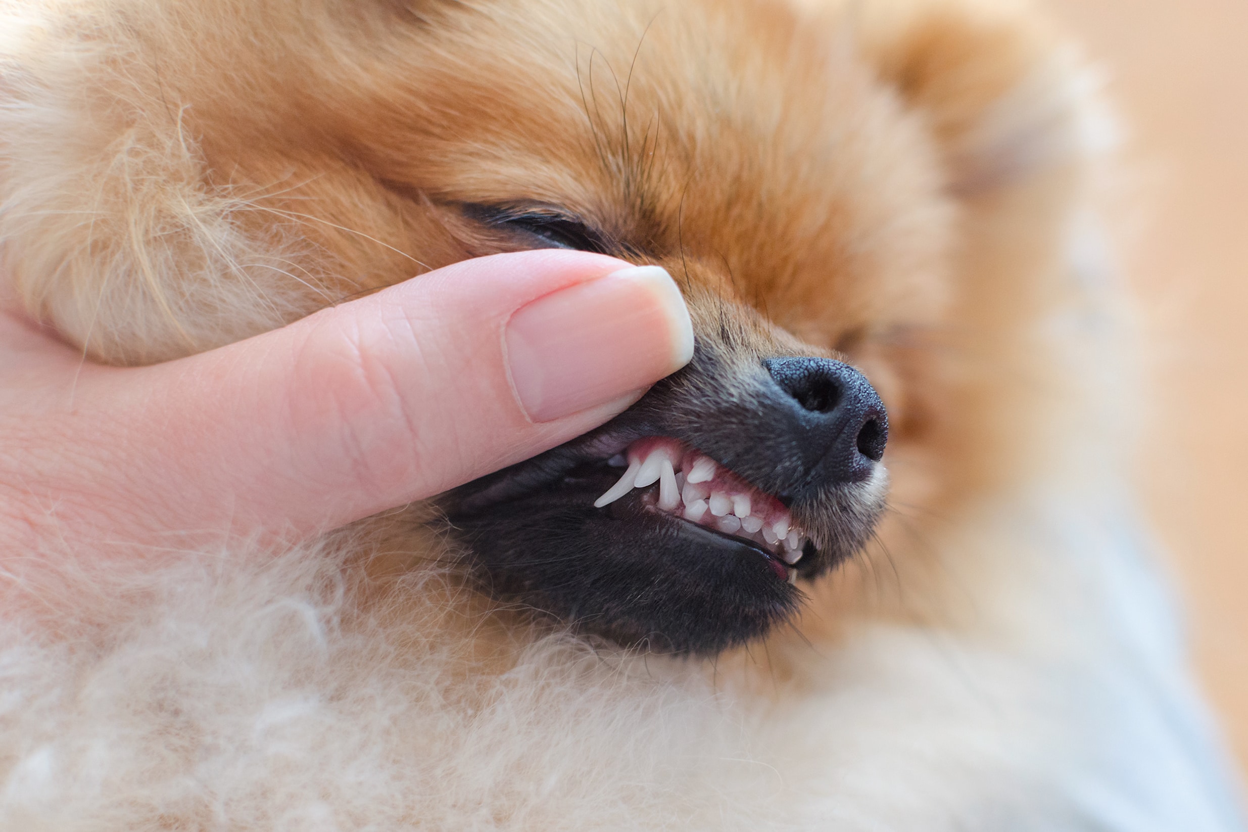 Hund im Zahnwechsel bekommt die Zähne kontrolliert