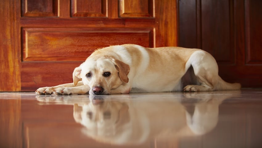 Zyklene für deinen Hund