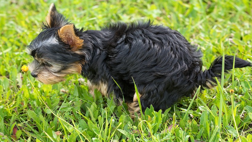 Hund mit blutigem Durchfall sitzt im Freien in der Wiese