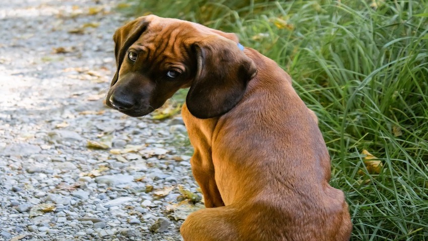 Hund hat Durchfall - Was tun? bewährte Tipps Dr.