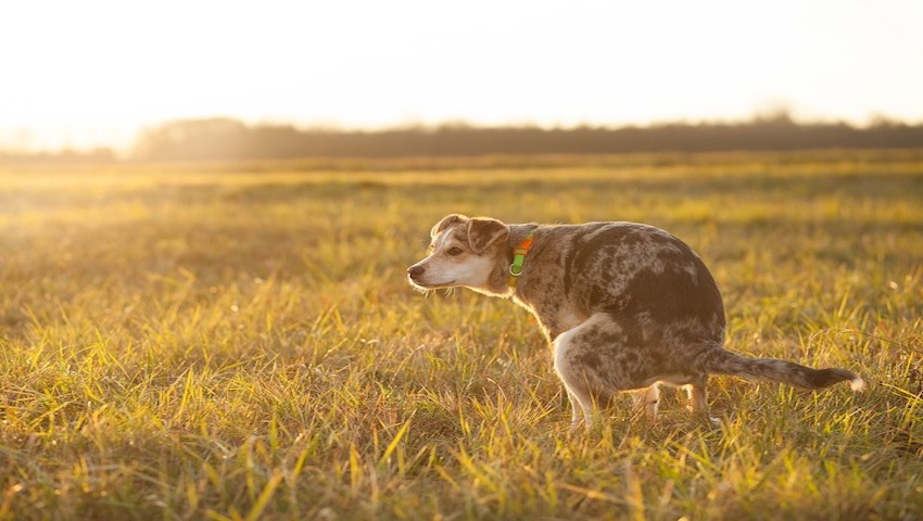 Altid fabrik tøffel Hund hat abwechselnd Durchfall und normalen Kot | Dr. Sam