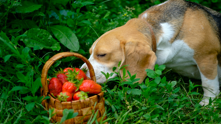 Hund Erdbeeren essen vitamin C Frucht Sommer Beagle Wald Korb